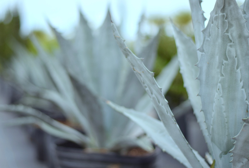 vulnerability, land, plant part, nature, beauty in nature, succulent plant, outdoors, freshness, tranquility, agave, fragility, tequilia, no people, botany