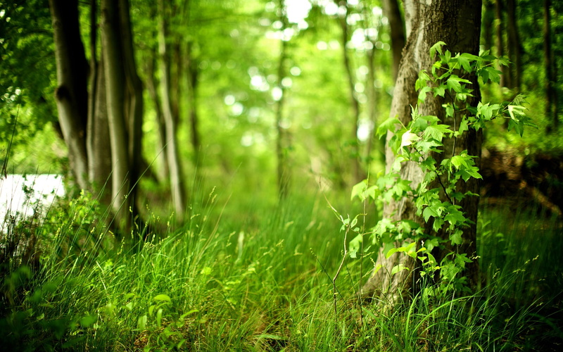 corner, scenary, nature, grass, flower, 1080P, green