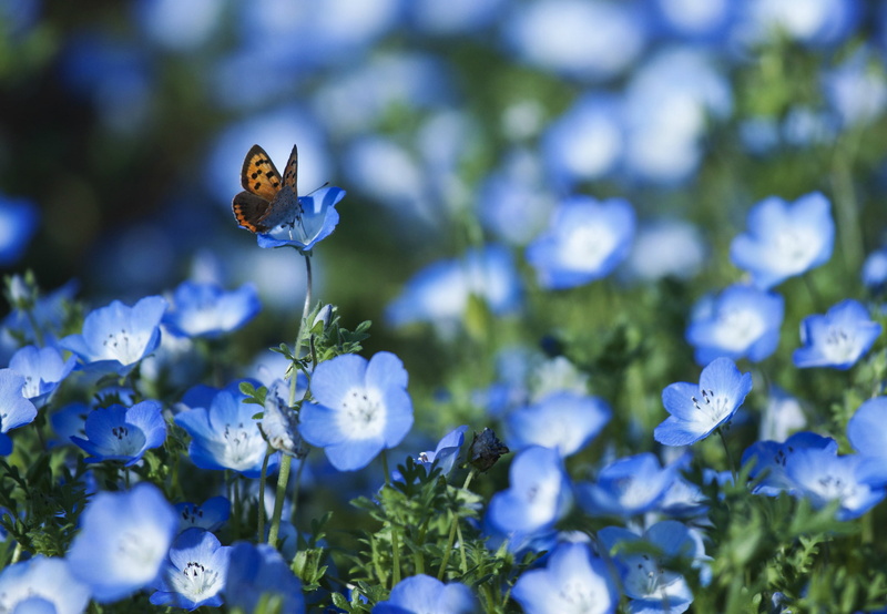 butterfly, summer, butterfly - Insect, brown, blur, green Color, flowering plant, vulnerability, one animal, multi Colored, fragility, petal, white, blue