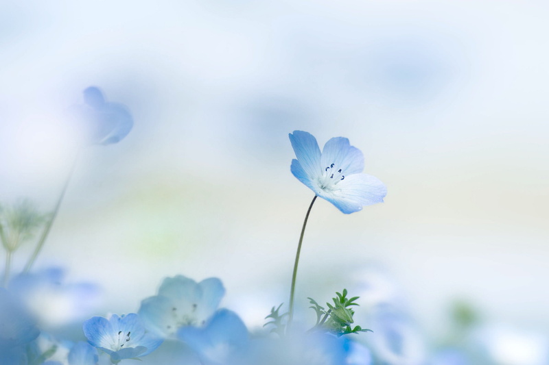 petals, summer, Nemophila, background, flower, flowers, blue, 1080P, petaled