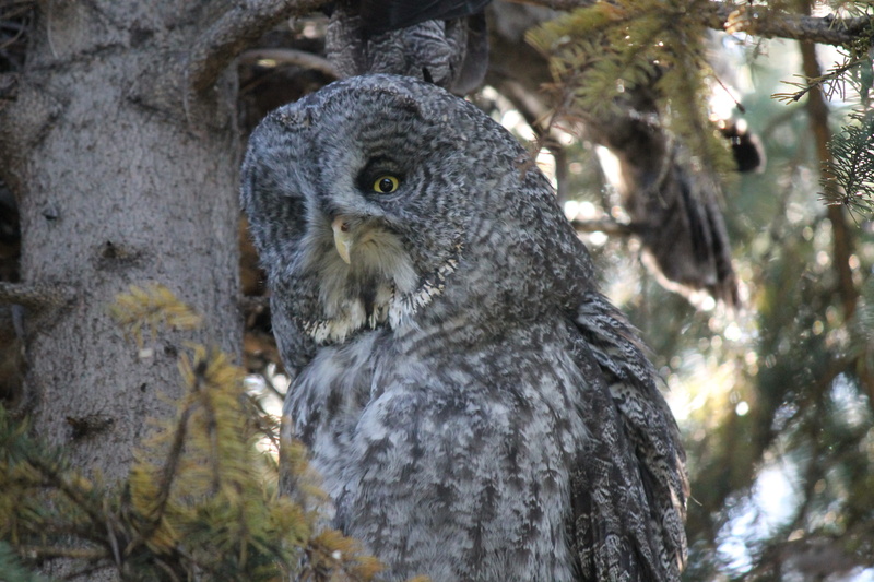 no people, phantom of the north, great gray owl, wildlife, one animal, nature, spectral owl, outdoors, bearded owl, close-up, tree, raptor, branch, bird of prey