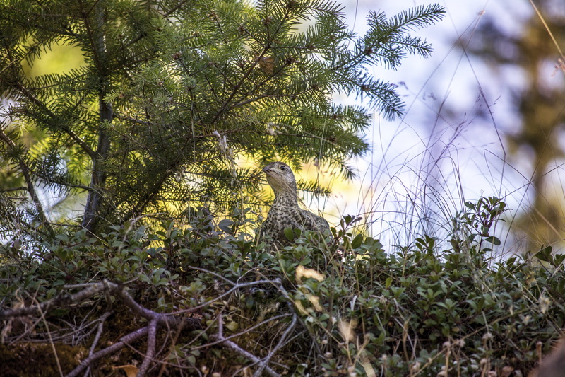 canyon, vertebrate, sooty, canada, wood, white, wild, hunt, mammal, nest, feather, myra, animal, camouflage, feline, day, collection, capercaillie, spring