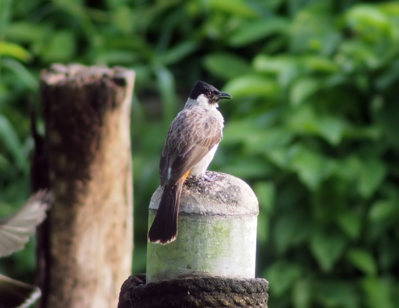 tree, one animal, green color, plant, natural, 4K, avian, headed, wildlife, no people, outdoors, wooden post, animals in the wild, bulbul, day, animal wildlife