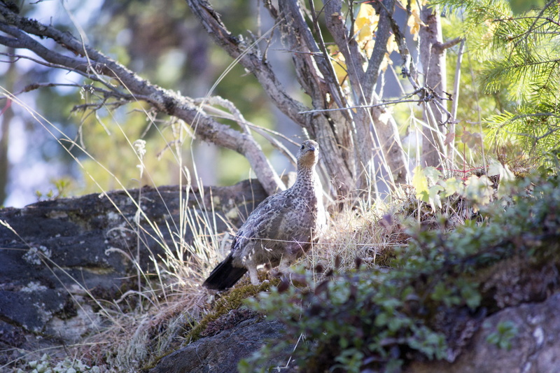 nature, okanagan, myra, bokeh, tree, alpine, valley, canada, grouse, fowl, western, wood, feather, vertebrate, 4K, sooty, camouflage, chicken, male, plant