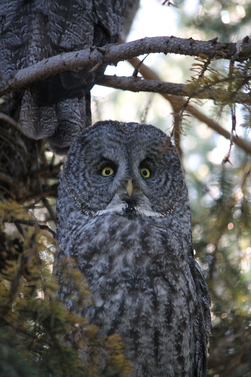 day, bearded owl, animals in the wild, plant, nebulosa, and sooty owl, one animal, Great Gray Owl, phantom, wildlife, lapland owl, cinereous, bird, animal themes