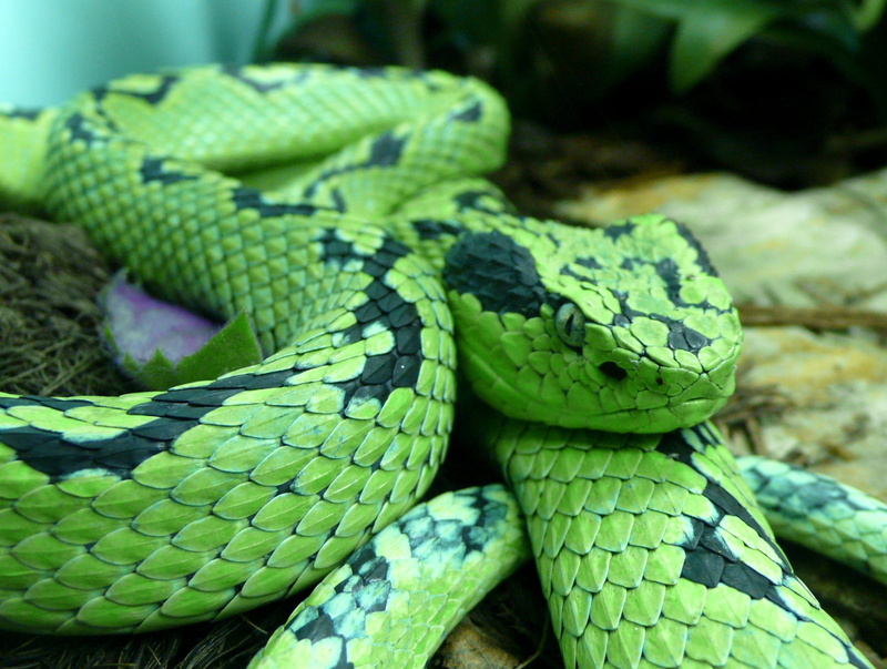 animals in the wild, snake, vertebrate, animal scale, close-up, 2K, poisonous, animal wildlife, animal, curled up, mexico, tropical rainforest, warning sign