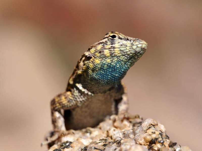 head, iguana, reptile, solid, vertebrate, nature, 1080P, day, animal head, close-up, no people, wildlife, side blotched lizard, desert, portrait, rock - object
