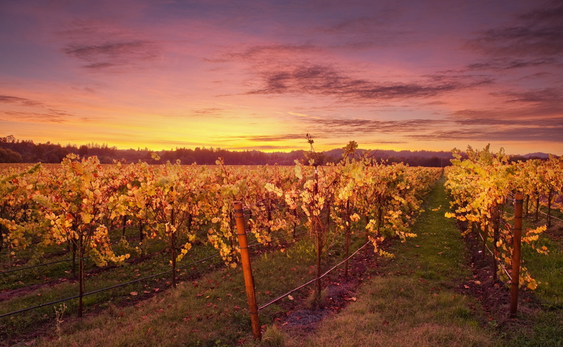 tranquil scene, tree, plant, vineyard, Leaves, syrah, Russian, Colors, Northern, land, brown, god, Fall, Travel, plants, Landscape, rural scene, ochre