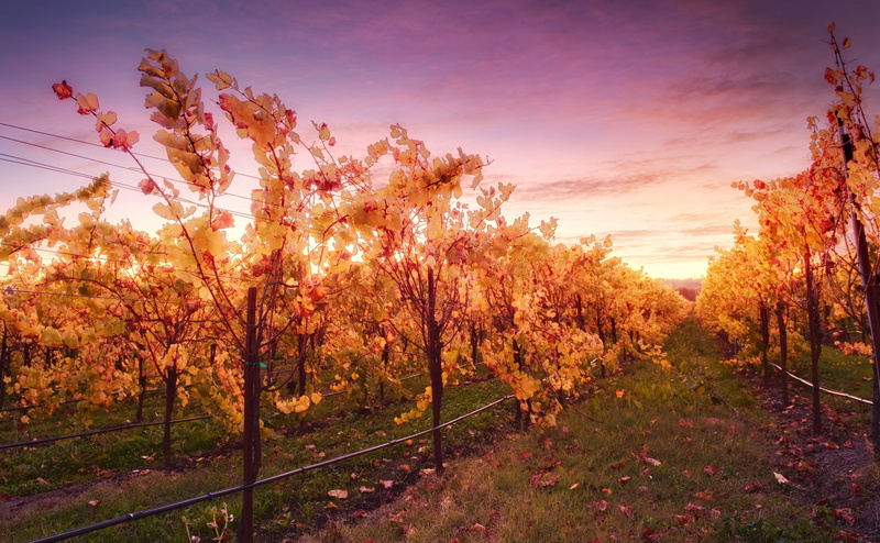 landscape, pinot, Leaves, chardonnay, land, sonoma, nature, Sunset, Colors, environment, no people, County, Amber, scenics - nature, syrah, sky, beauty in nature