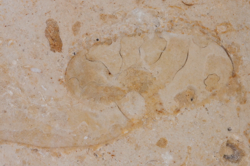 beige, nature, full frame, upper jurassic, day, macro, no people, wall - building feature, textured, fossil, architecture, sea, outdoors, background, cracked