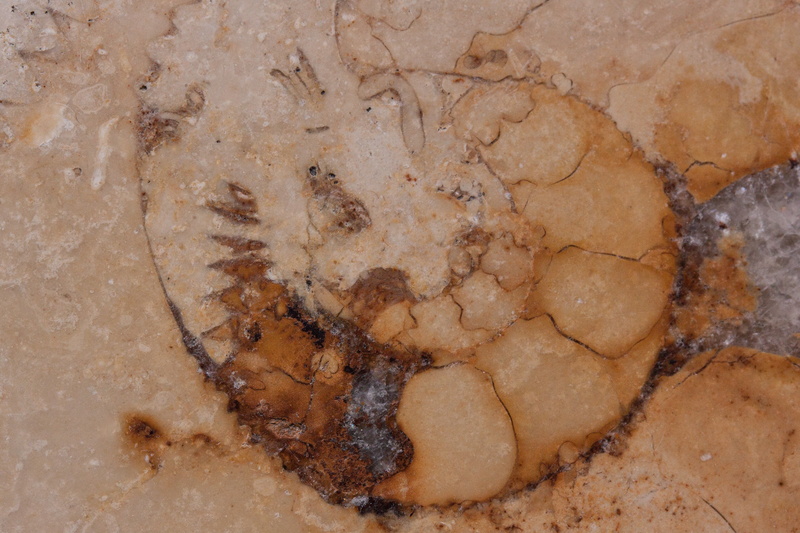 fossil, petrification, fossil nautilus, full frame, no people, quarry, pattern, wall - building feature, 4K, textured, limestone, ochre yellow, outdoors