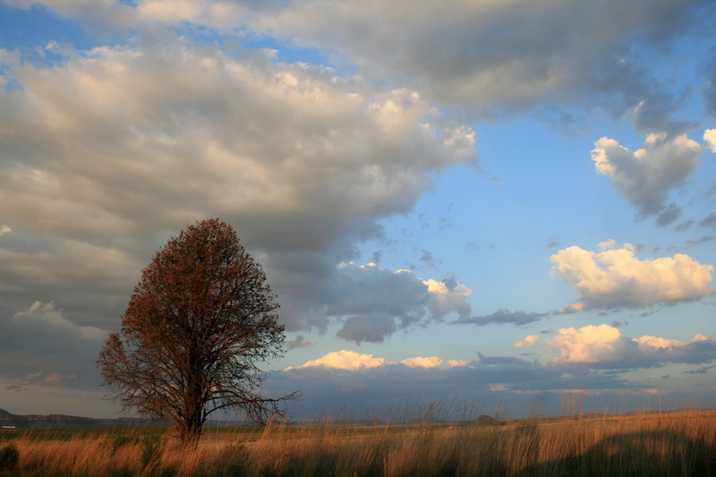 plant, day, no people, environment, growth, veld, outdoors, tranquility, tranquil scene, white clouds, beauty in nature, tree, 4K, isolated, grass, non-urban scene