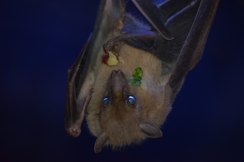 black background, dracula, animal eye, flying dog, bat, brown, animal head, photography, vertebrate, sea, 4K, no people, closeup, mammal, animal wildlife