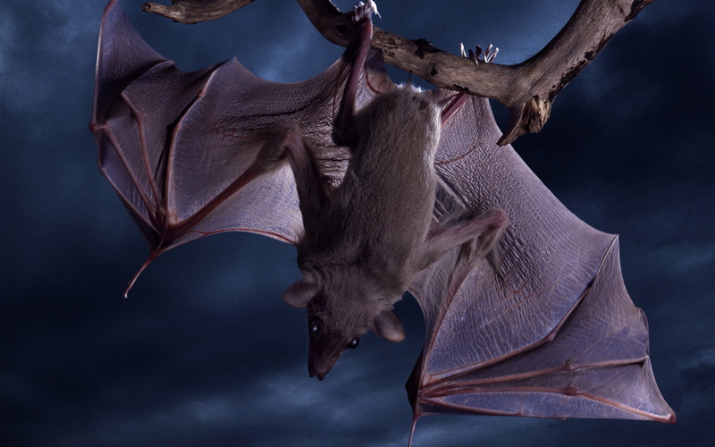 wings, animals, hd, halloween, creepy, nocturnal, scary, gone, cute, black, dark, bat, batty, brown, furry, 1080P, fly