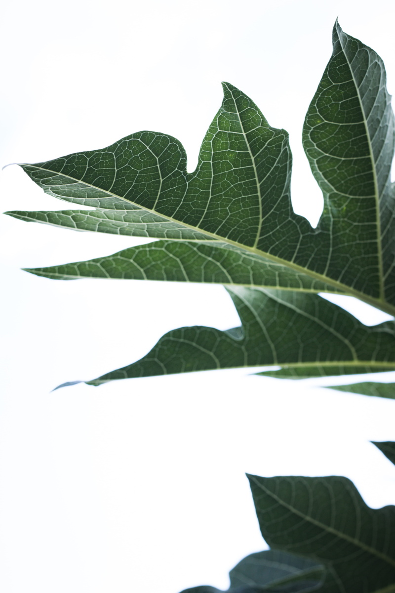 studio shot, outdoors, 5K, day, tree, natural pattern, plant part, plant, silhouette, leaf, white background, fragility, plants, oak, no people, veins