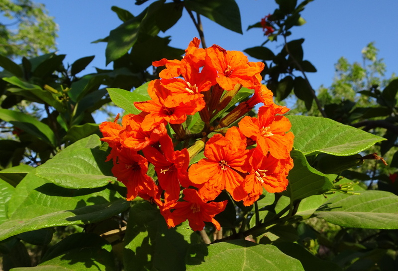 Scarlet, raktarag, freshness, boraginaceae, blooming, Cordia, bunch, geiger tree, leaf, bloom, blossom, 2K, scarlet cordia, pollen, day, green color, focus on foreground