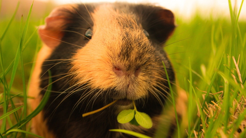animal, field, animal themes, animal head, 1080P, white, mammal, nature, guinea pig, one animal, whisker, animals in the wild, animal wildlife, domestic