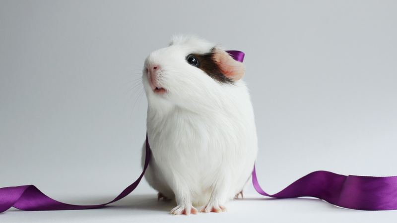 white, hamster, Lovely, 4K, Pig, black, Pet, Guinea