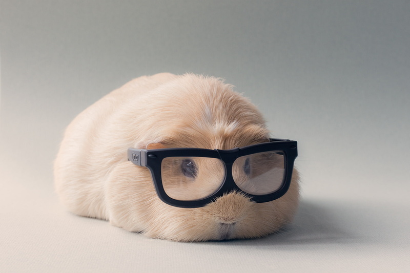 Animal, Glasses, 1080P, Guinea Pig, Cute