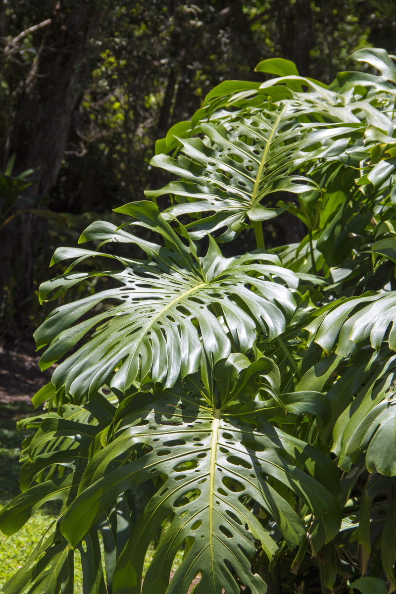5K, beauty in nature, philodendron, outdoors, leaf, fragility, plant part, tranquility, land, close-up, nature, leaves, freshness, split, flower, botany