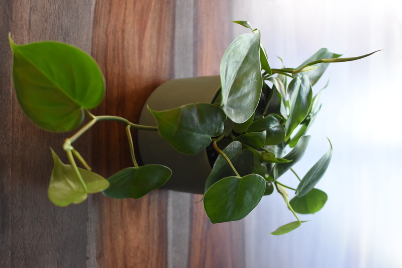 fragility, houseplants, day, nature, growth, focus on foreground, leaves, vulnerability, plants, leaf, close-up, philodendron, flowering plant, no people