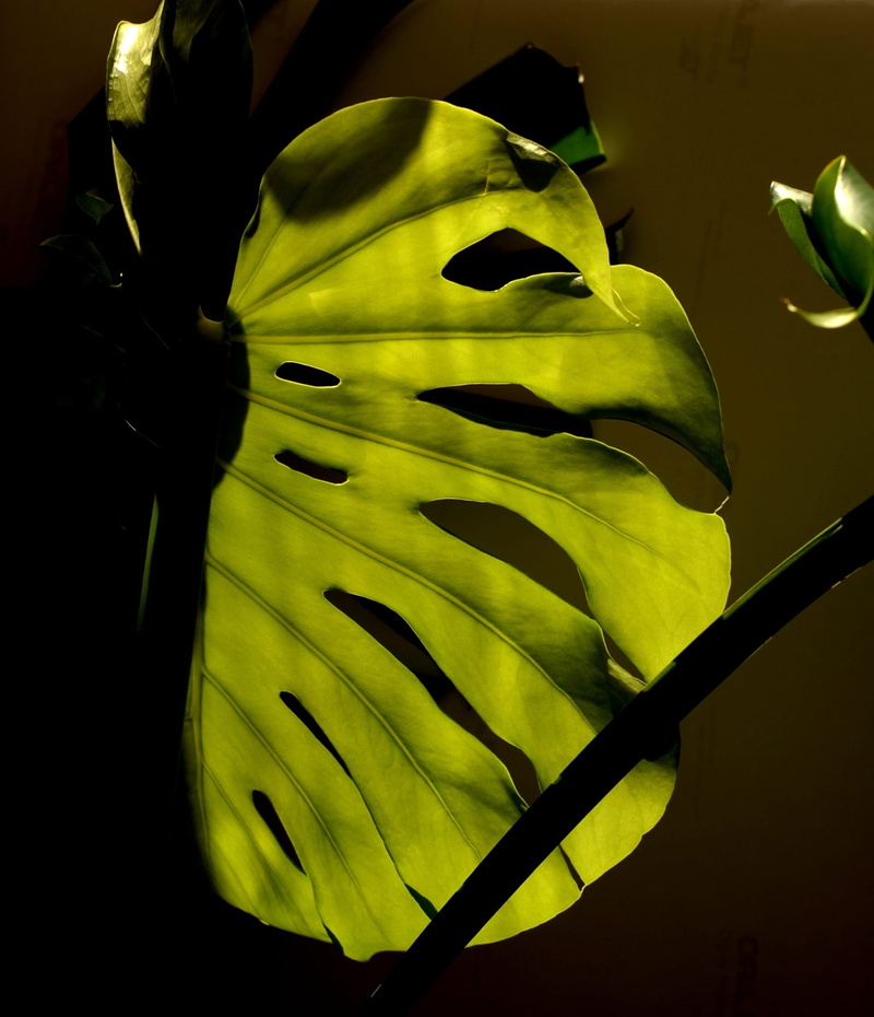 fragility, sepal, no people, flowering plant, philodendron, freshness, leaf, 1080P, plant stem, beauty in nature, flower, plant part, petal, vulnerability