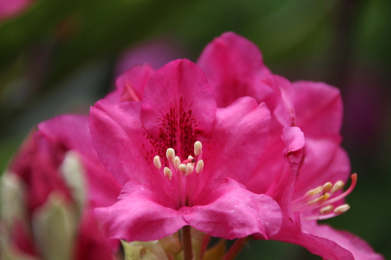 beauty in nature, stamen, nature, pink, selective focus, pollen, philodendron, close-up, springtime, freshness, 5K, plant, flowers, fragility, growth