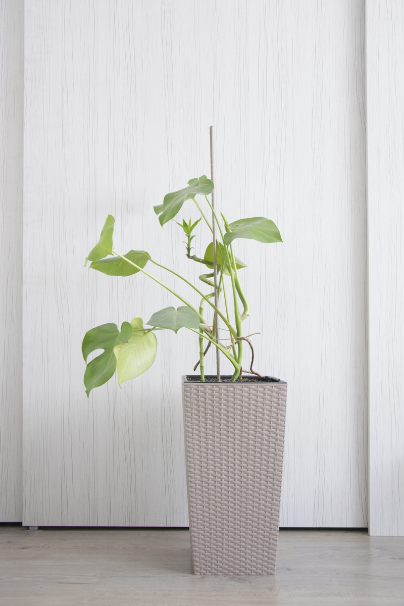 wall - building feature, table, houseplant, plant part, room, nature, no people, freshness, leaf, white color, built structure, wood - material, 5K, flower