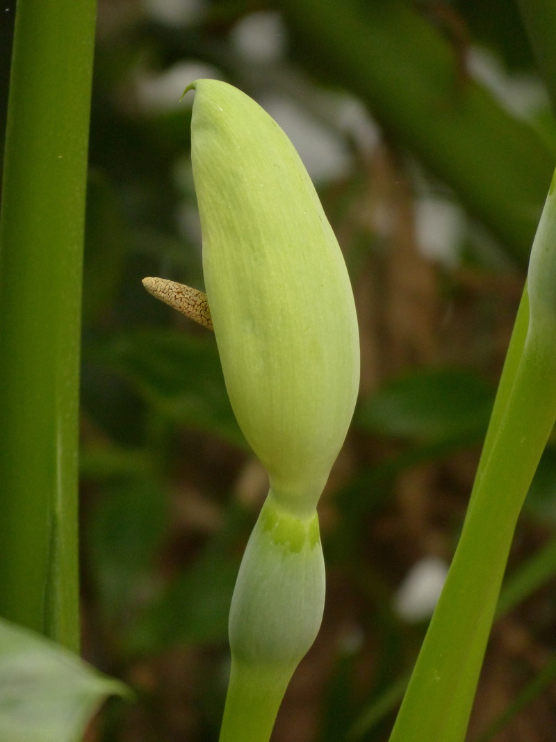 day, no people, bloom, tree philodendron, blossom, tropical, green, plant stem, flower, freshness, plant, bud, beauty in nature, aroideae, involucral bract