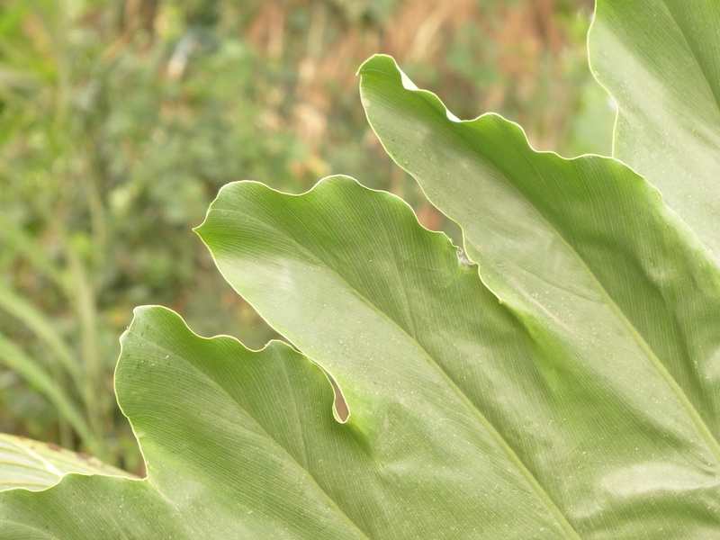 philodendron, no people, leathery, aroideae, green, plant part, tree friend, focus on foreground, food, leaflet gap, araceae, oblong, day, vulnerability