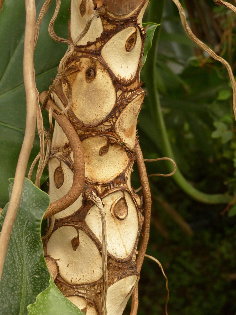 aronstabgewaechs, philodendron, insect, nature, bark, animal wildlife, plant, tree philodendron, butterfly - insect, outdoors, growth, one animal, close-up