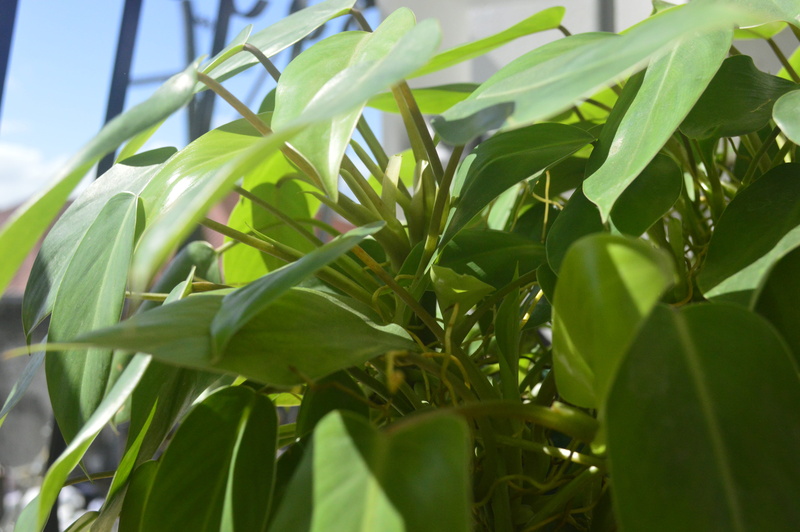 focus on foreground, heartleaf, plants, heartleaf philodendron, growth, philippines, nature, day, close-up, tranquility, philodendron, 5K, selective focus