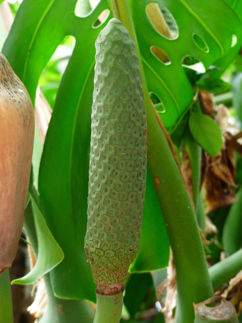 philodendron selloum, tree friend, no people, aronstabgewaechs, piston, tree philodendron, beauty in nature, inflorescence, plant part, thorn, day, tropical