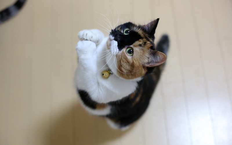 pray, funny, humor, photos, 2K, cute, cat, prayer, cats