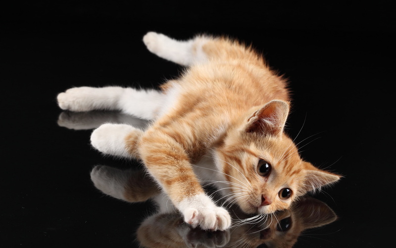 Reflection, White, Black, Lying, 2K, Cute, Desktop, Background, Cat, Paws