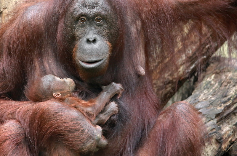 animal family, primate, contemplation, care, close-up, ape, Mother, children, female animal, mammal, two animals, endangered species, group of animals