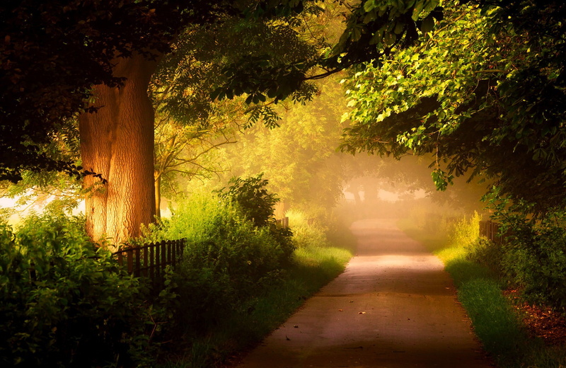 walk, Nature, colorful, trees, forest, leaves, road, 1080P, PATH