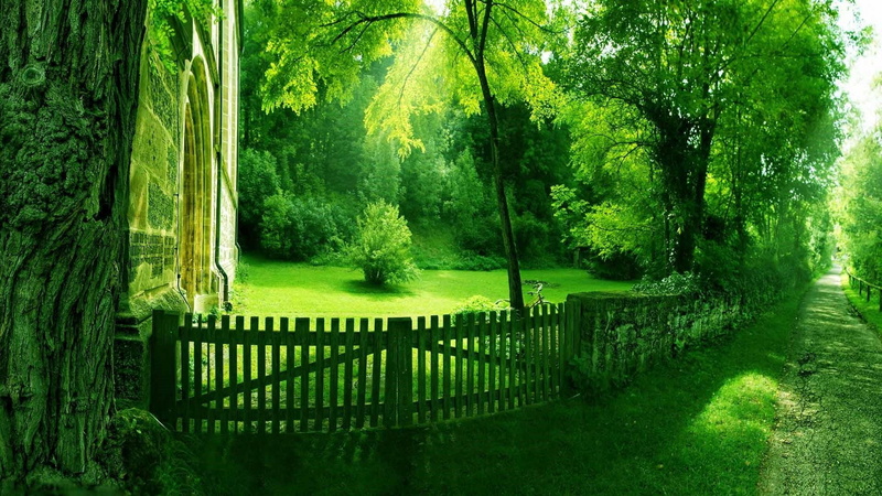 walking path, path, summer, nature, green, 1080P, sun, summer sun