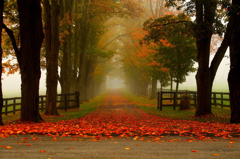 4K, Nature, leaves, walk, Autumn, trees, park, forest, colorful, colors, PATH, road, fall
