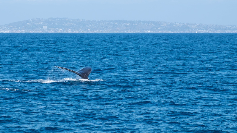animal, pacific, animal body part, one animal, mission bay, underwater, horizon over water, whale, outdoors, 2K, san diego, humpback, animal wildlife
