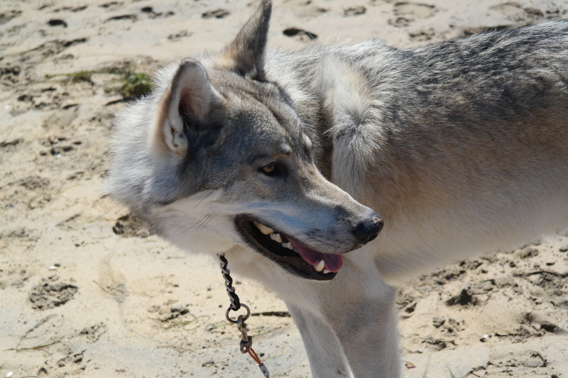 domestic, wolf, united states, pets, focus on foreground, hybrid, mammal, one animal, san diego, canine, animal, no people, nature, sand, dog, 4K, aggression