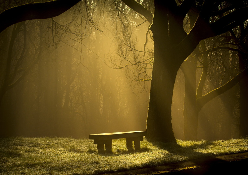 sunlight, serene, bench, tree trunk, tree, beauty in nature, light, branch, forest, dawn, spooky, sun rays, vacant, ethereal, nature, sunbeam, beside, park