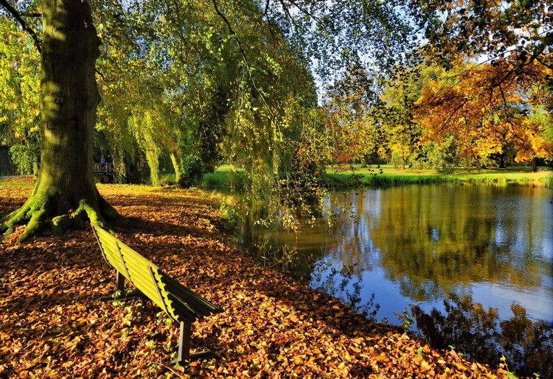 trees, lovely, sunny, rest, lake, beautiful, water, walk, bench, fall, nice, falling, relax, leaves, park, bank, autumn, 1080P