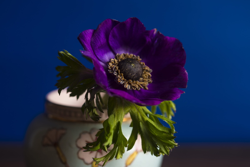 purple flower, lovely, flower arrangement, vase, close-up, flower pedal, close, nature, flower head, no people, blue, purple, striking, photography, blue background