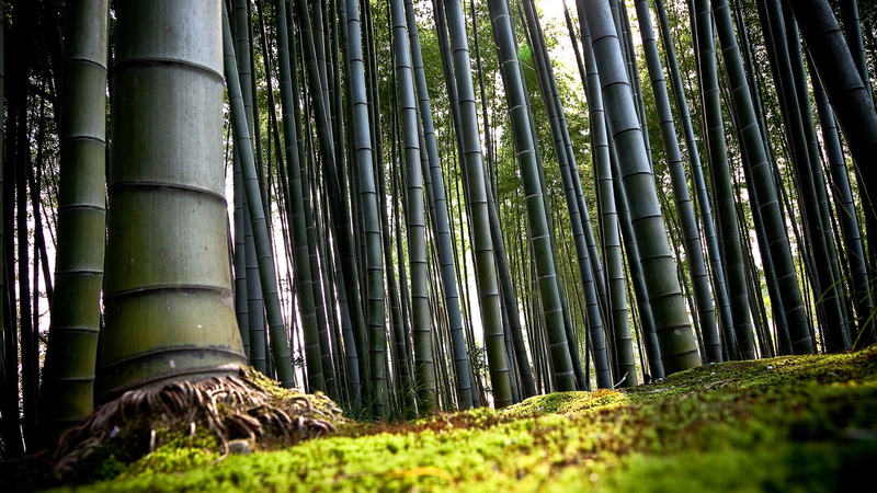 4K, bamboo, 3d abstract, forest, lanscape, 4000x2250
