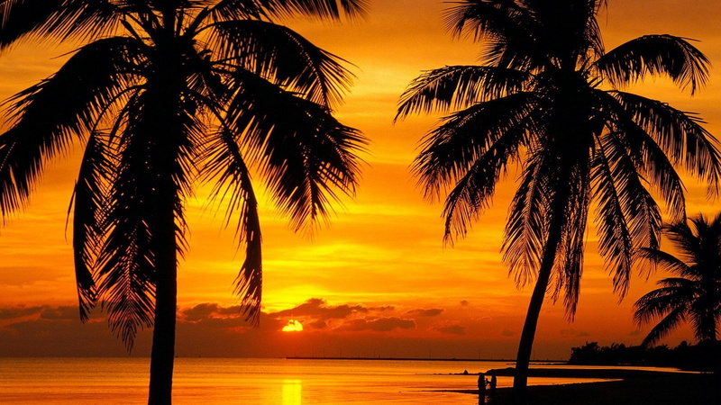 florida key, 4000x2250, 4K, beach, trees, sunset, coconut