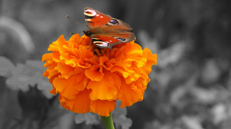 4K, animals, art, x, Flowers, butterflies, hd