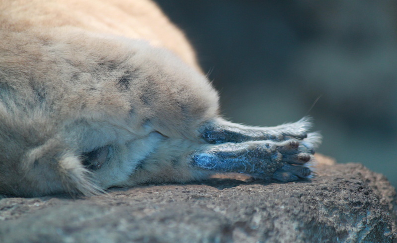 break, day, sleep, concerns, wildlife photography, relaxation, animal world, close-up, zoo, ten, tired, one animal, animal body part, feet, animals, surface level