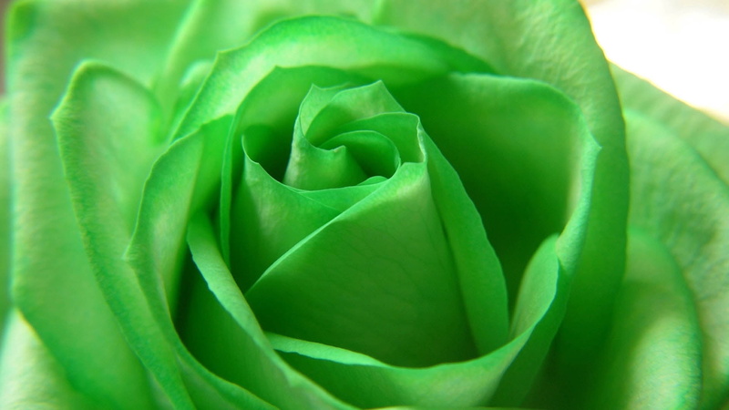 backgrounds, plant, botany, beauty In Nature, petal, no People, close-up, green Color, freshness, 1080P, springtime, flower, selective focus, nature, flower Head