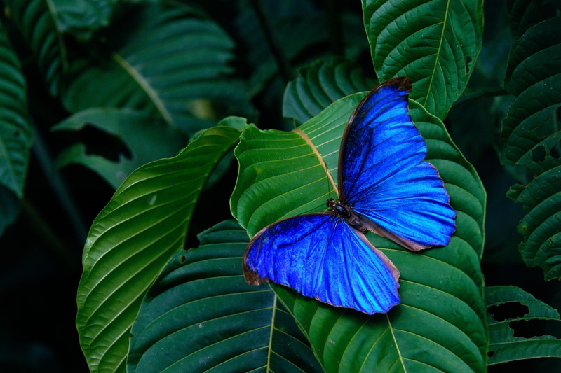 animals, amathonte, leaf, morpho, butterfly, blue, insect, 1080P, blue morpho amathonte